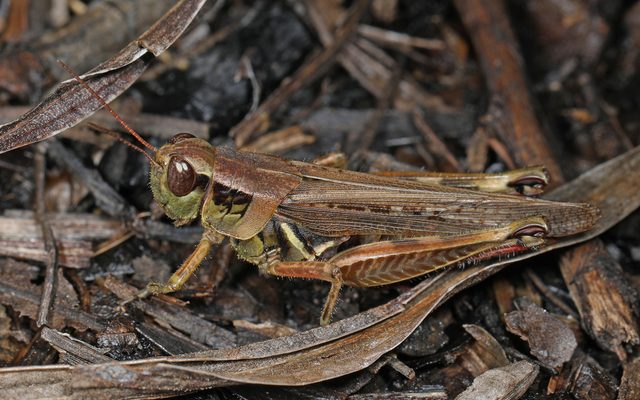 Migratory Grasshopper reference
