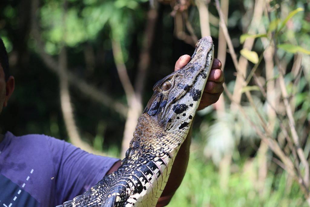 Black Caiman reference