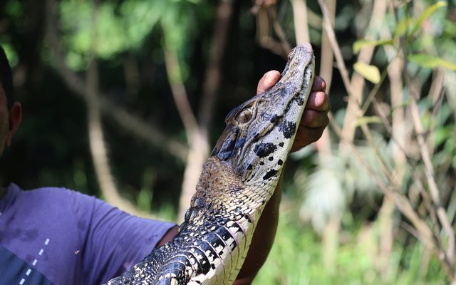 Black Caiman reference