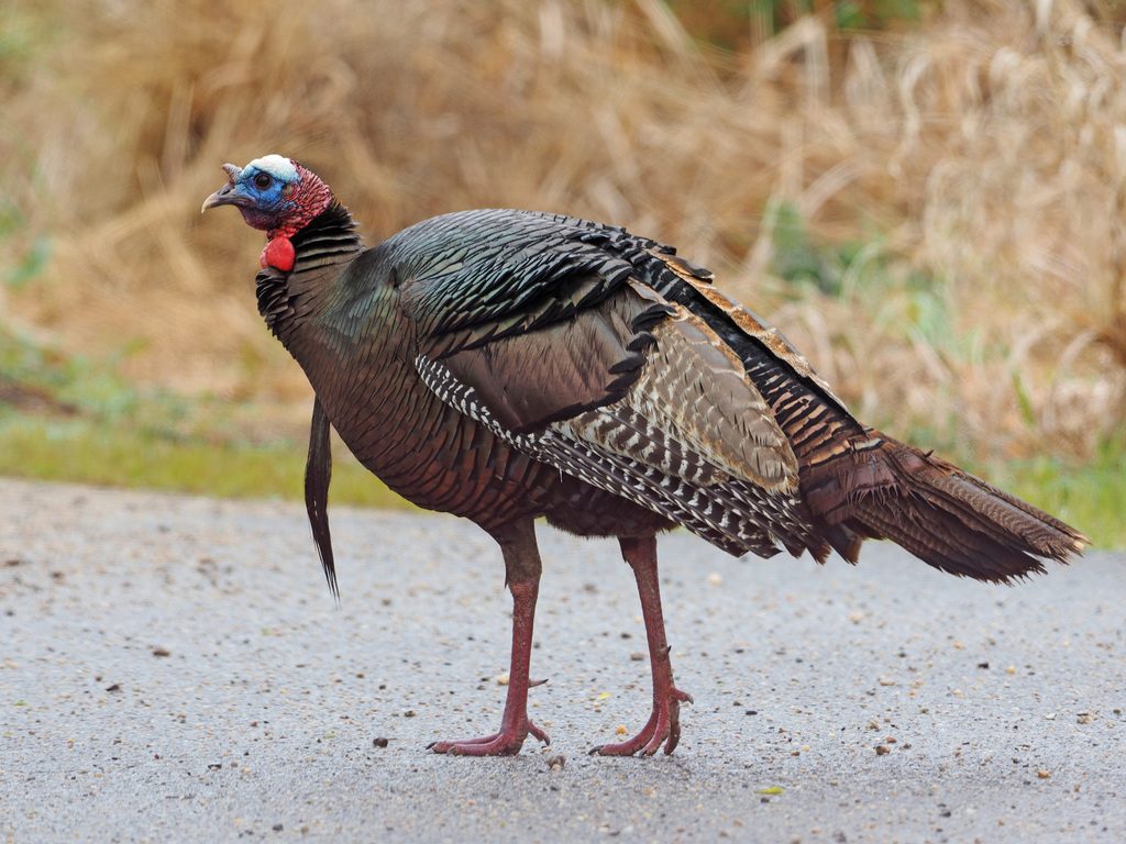 Wild Turkey reference