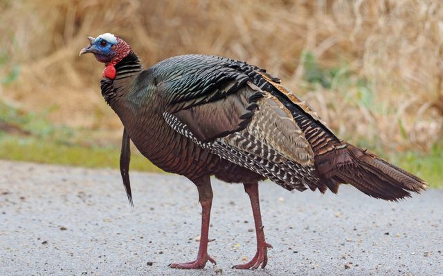 Wild Turkey reference