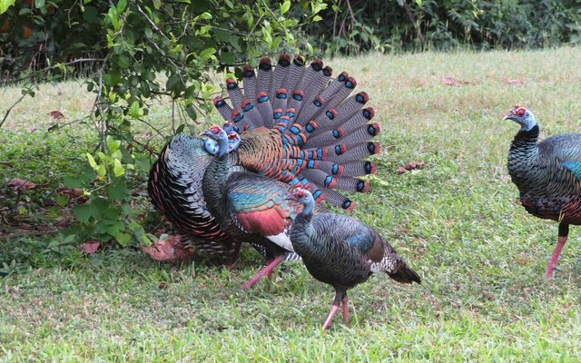 Ocellated Turkey reference