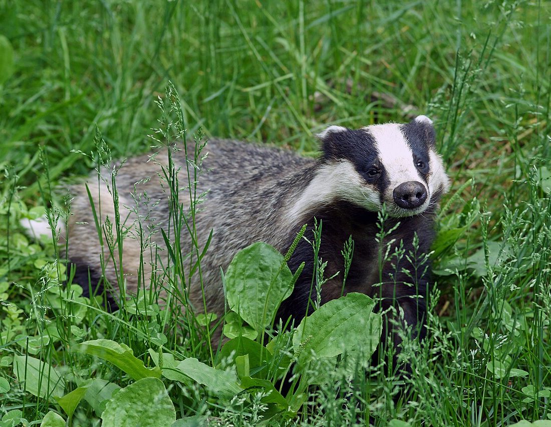 European Badger reference
