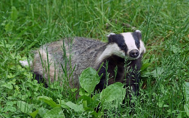 European Badger reference