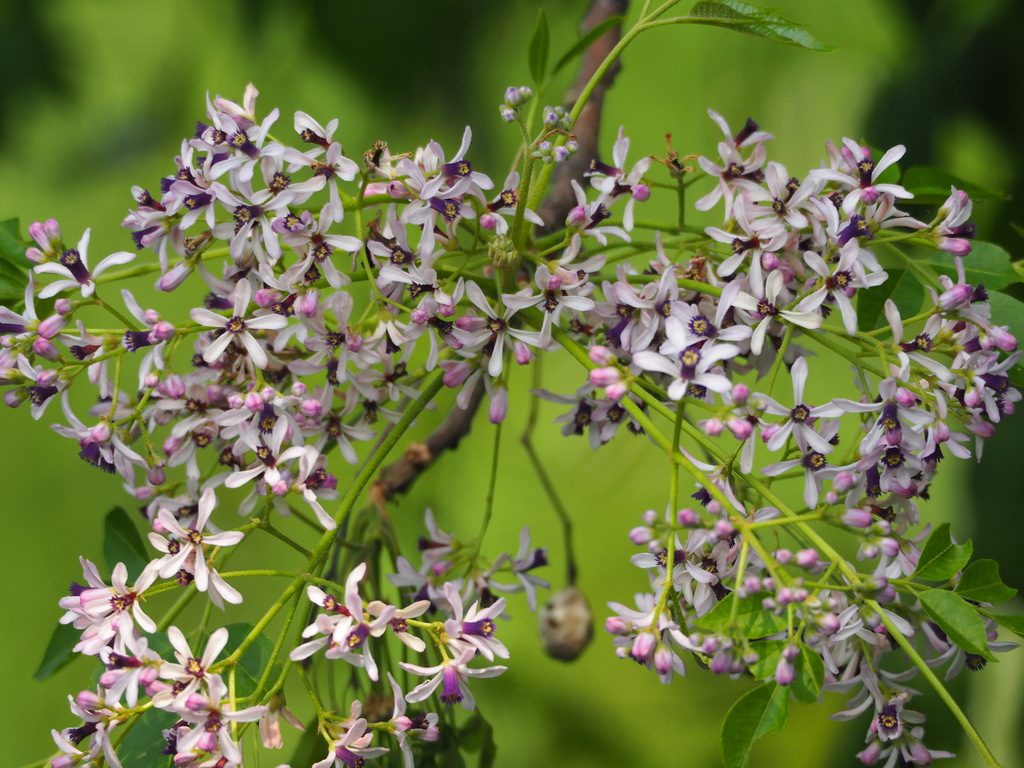 Chinaberry reference