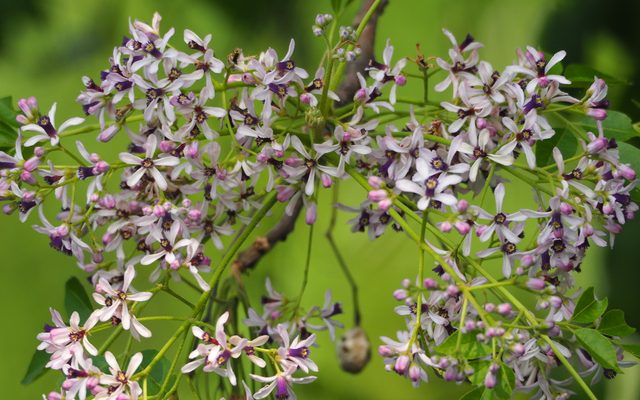 Chinaberry reference