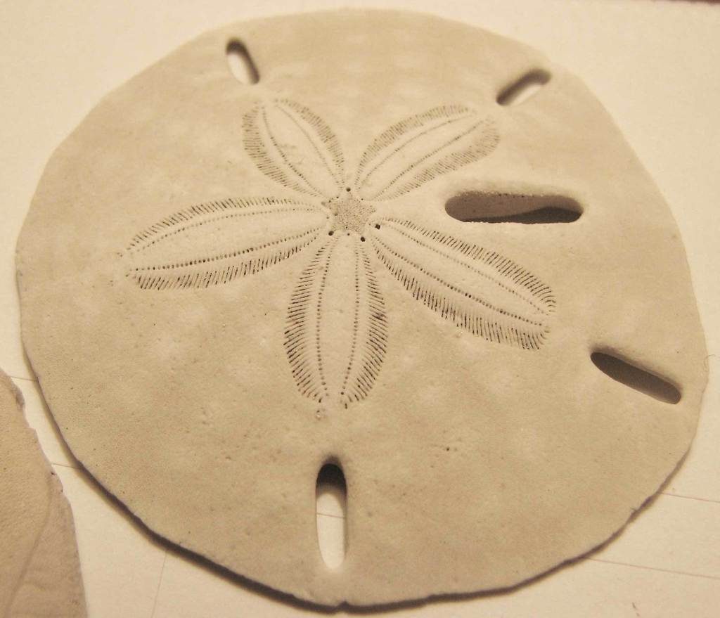 Keyhole Sand Dollar reference