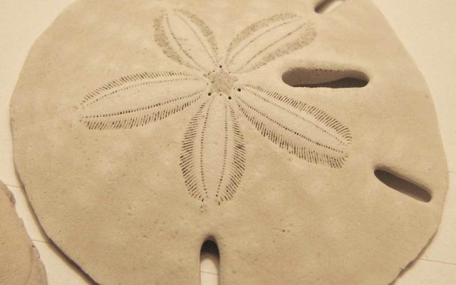 Keyhole Sand Dollar reference
