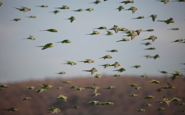 Budgerigar reference