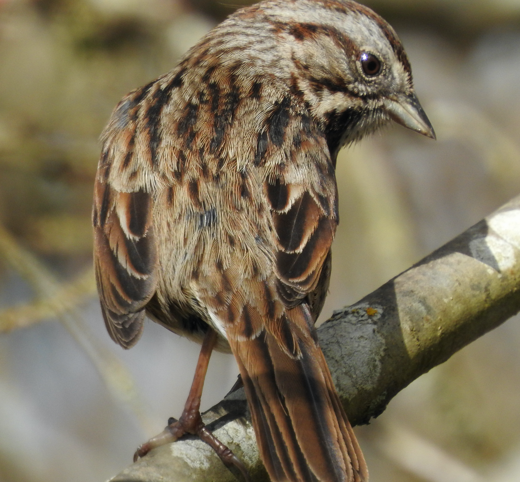 Song Sparrow reference