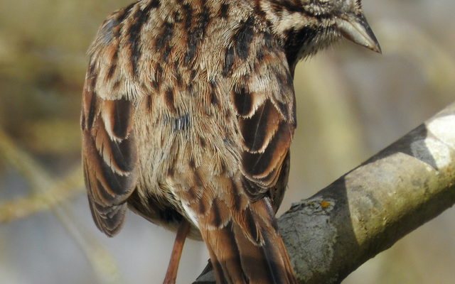 Song Sparrow reference