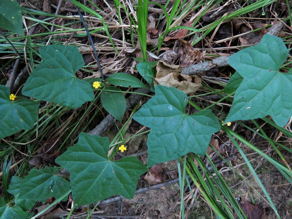 creeping cucumber reference