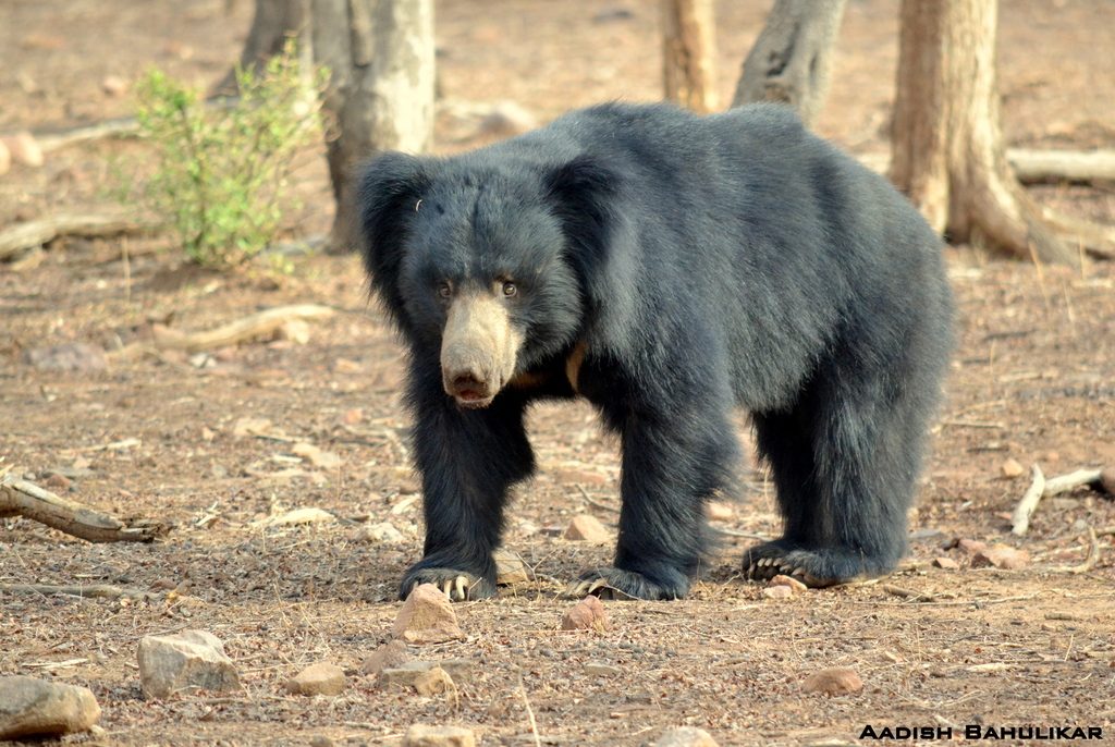 Sloth Bear reference