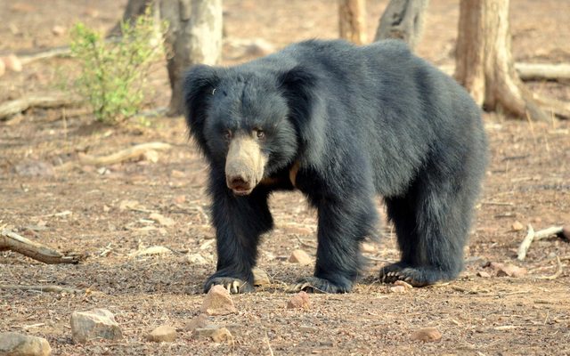 Sloth Bear reference