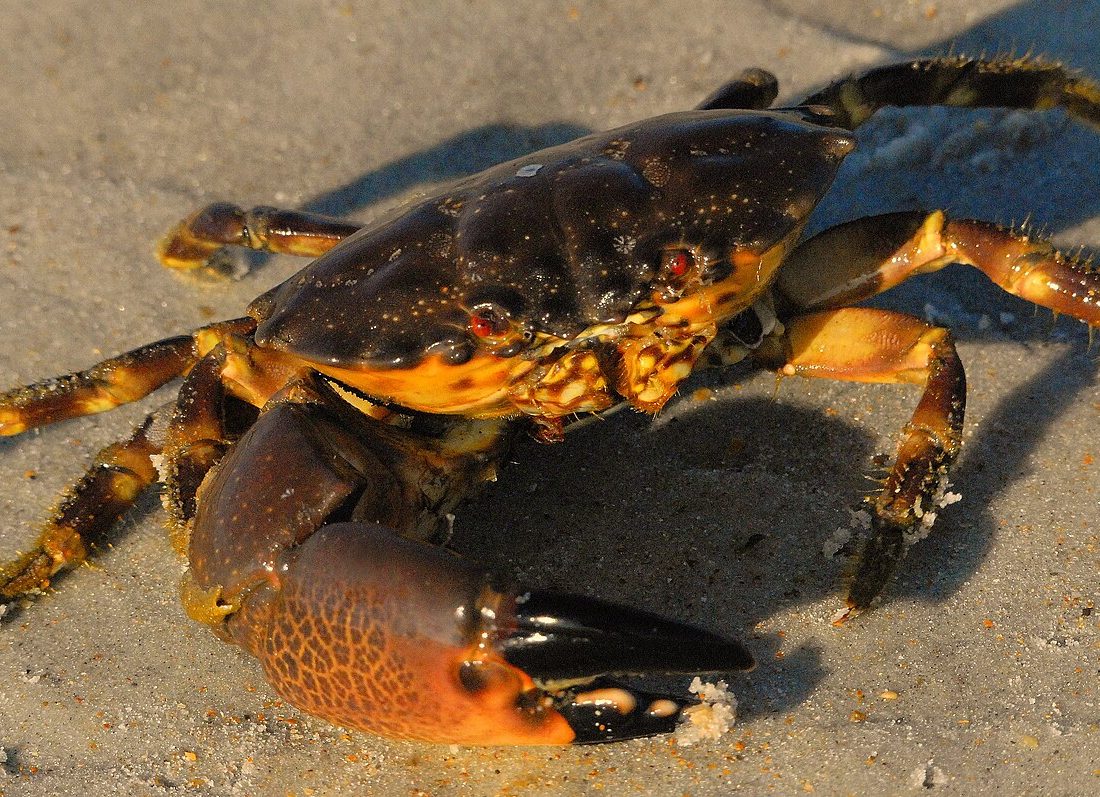 Stone Crab reference