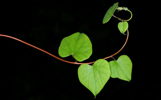 Canada Moonseed reference