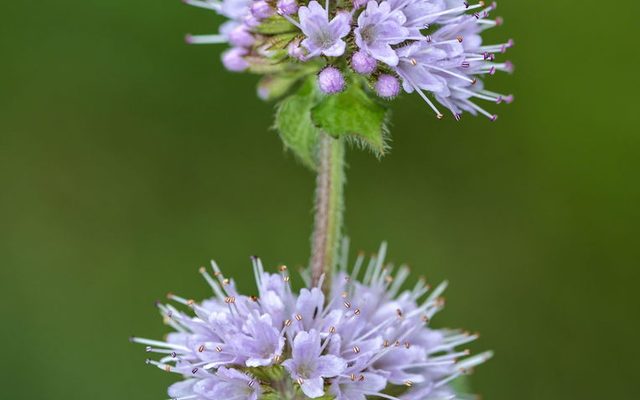 Water Mint reference