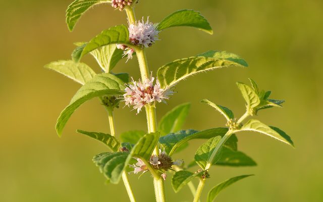 Field Mint reference
