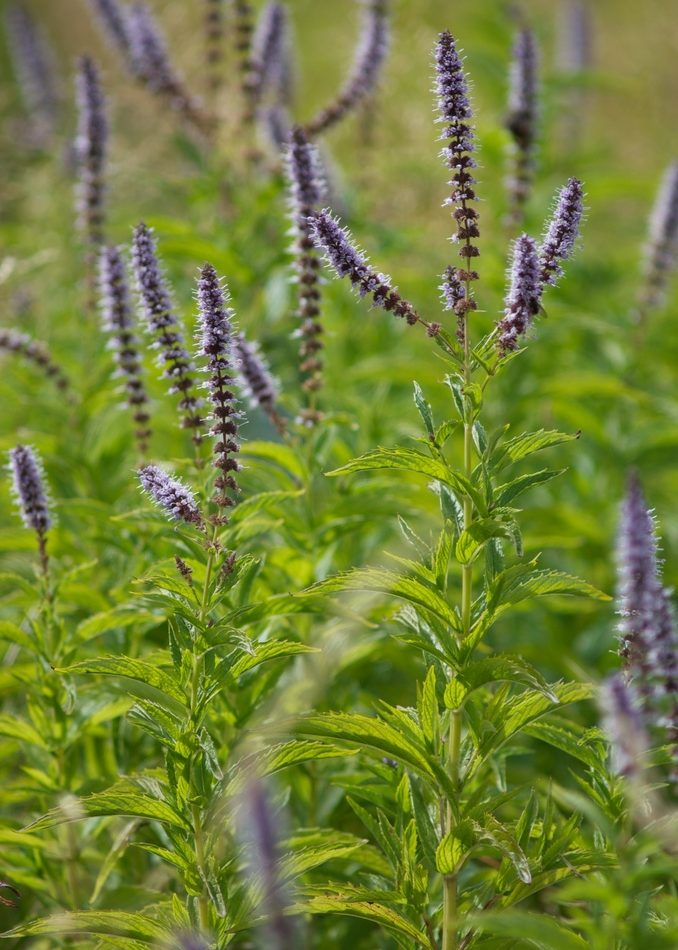 spearmint reference