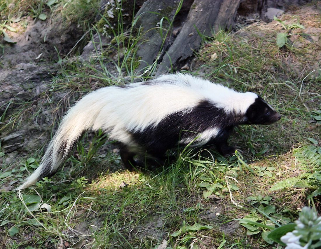 Hooded Skunk reference