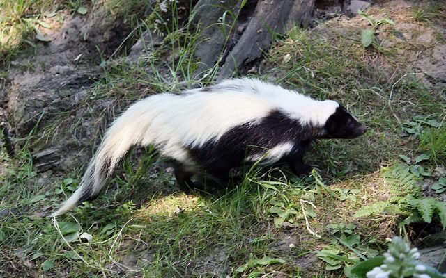 Hooded Skunk reference