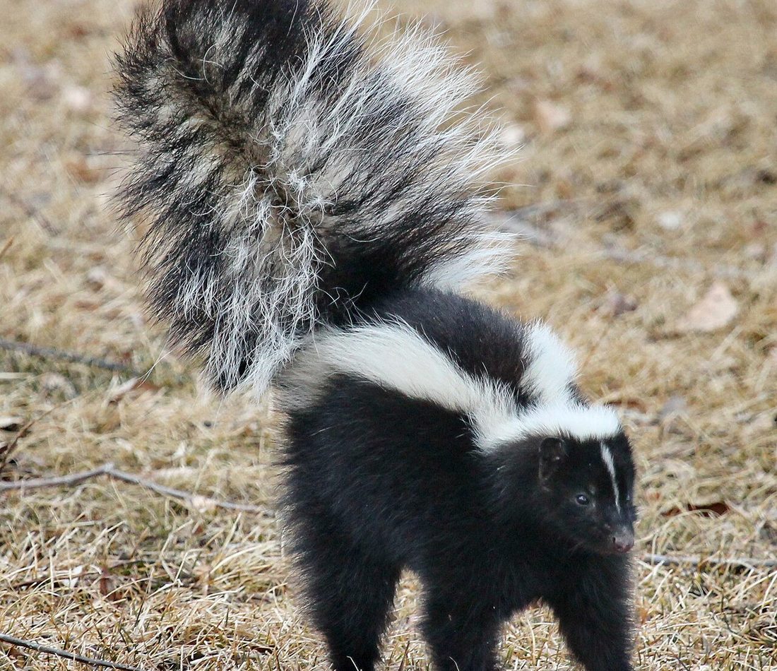 Striped Skunk reference