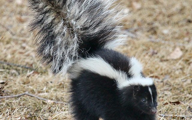 Striped Skunk reference