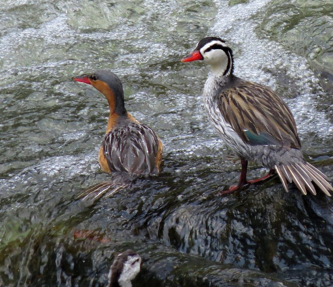 Torrent Duck reference