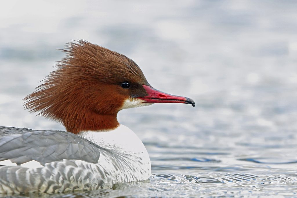 Common Merganser reference