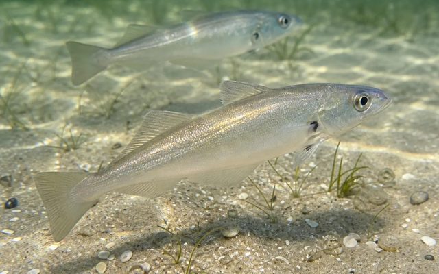 Whiting reference