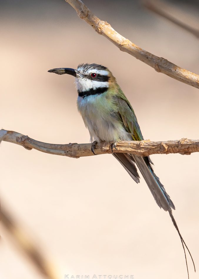 White-throated Bee-eater reference