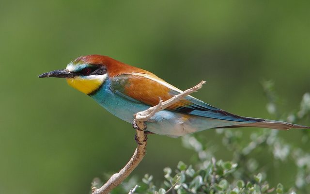 European Bee-eater reference