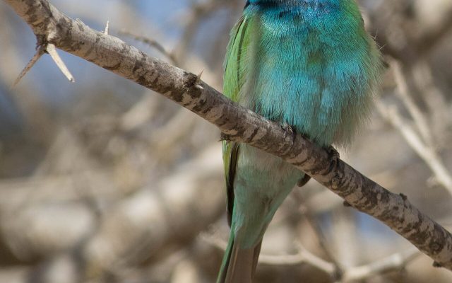 Arabian Green Bee-eater reference