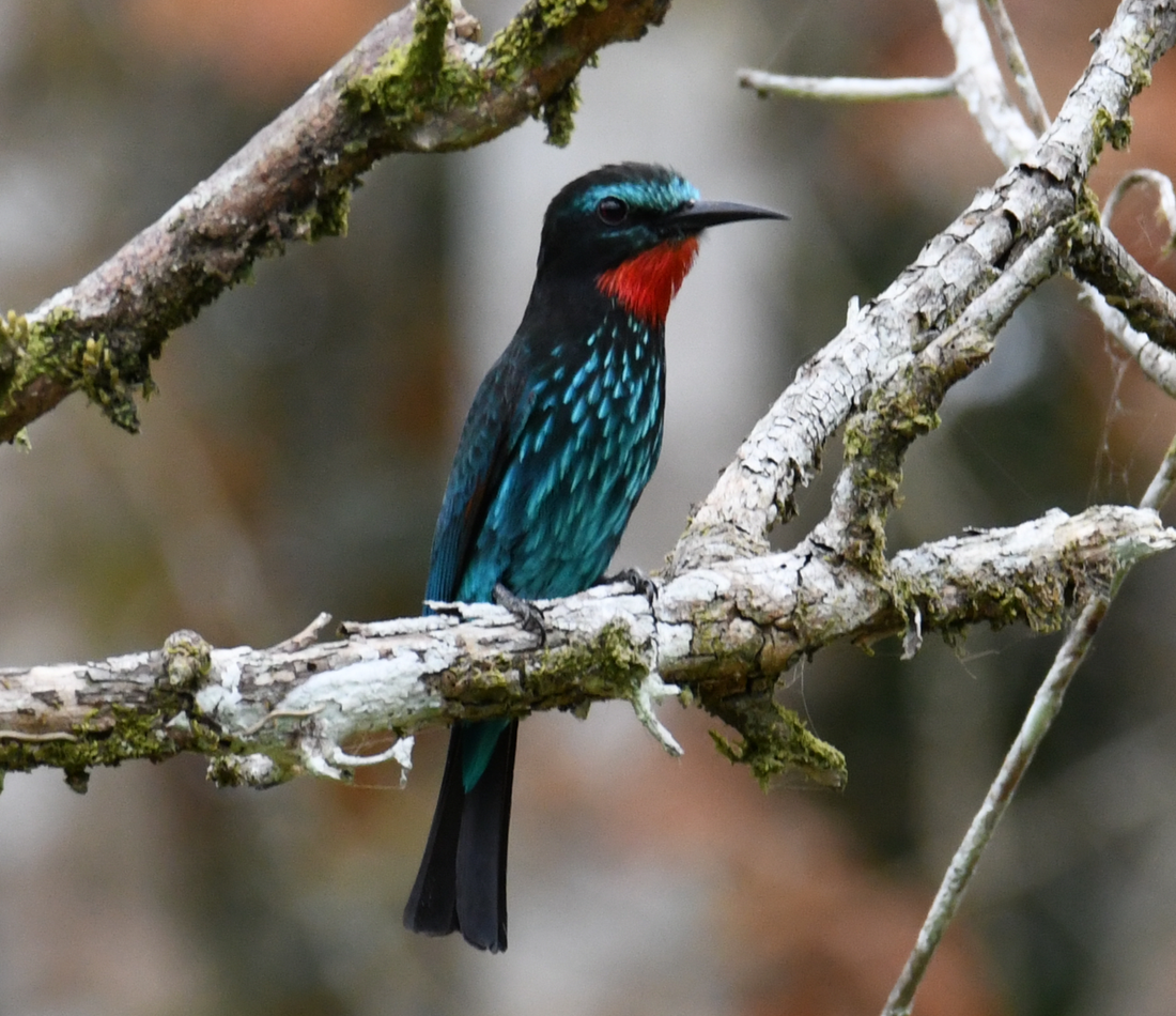 Black Bee-eater reference
