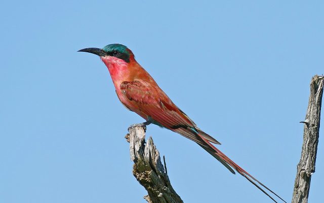 Carmine Bee-eater reference