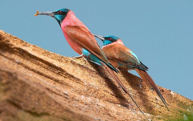 Northern Carmine Bee-eater reference