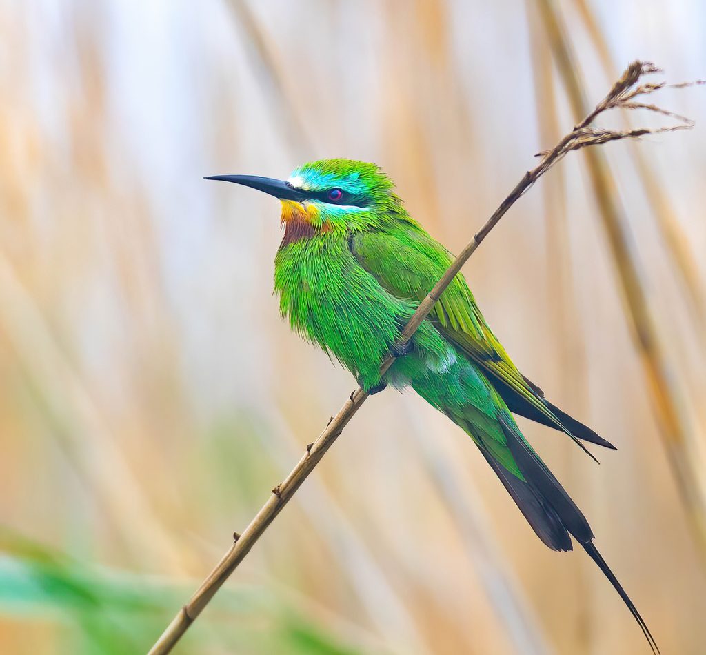 Blue-cheeked Bee-eater reference