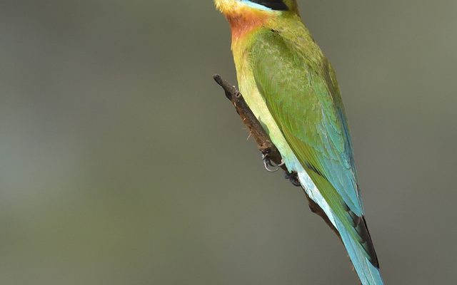 Blue-tailed Bee-eater reference