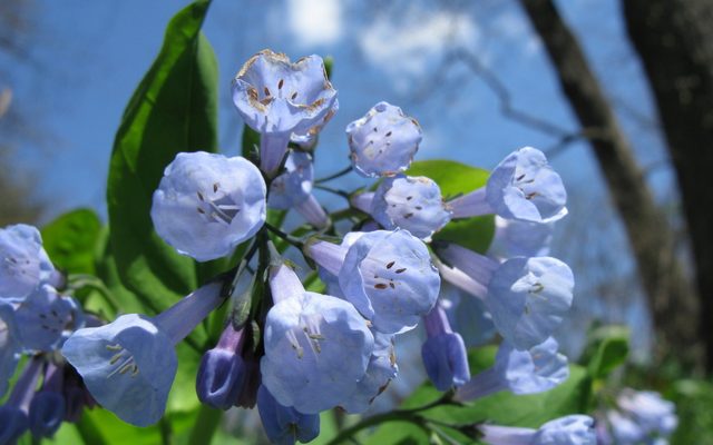 Virginia Bluebells reference