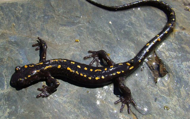 Caucasian Salamander reference