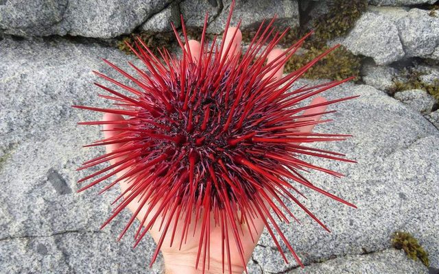 Red Sea Urchin reference