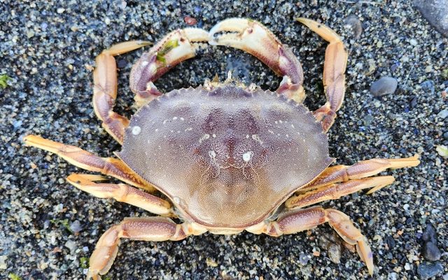 Dungeness Crab reference