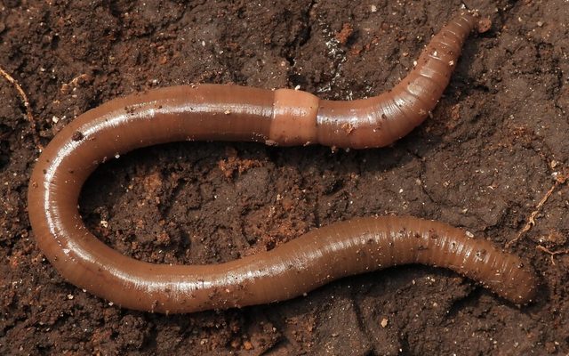 Asian Snake Worm reference
