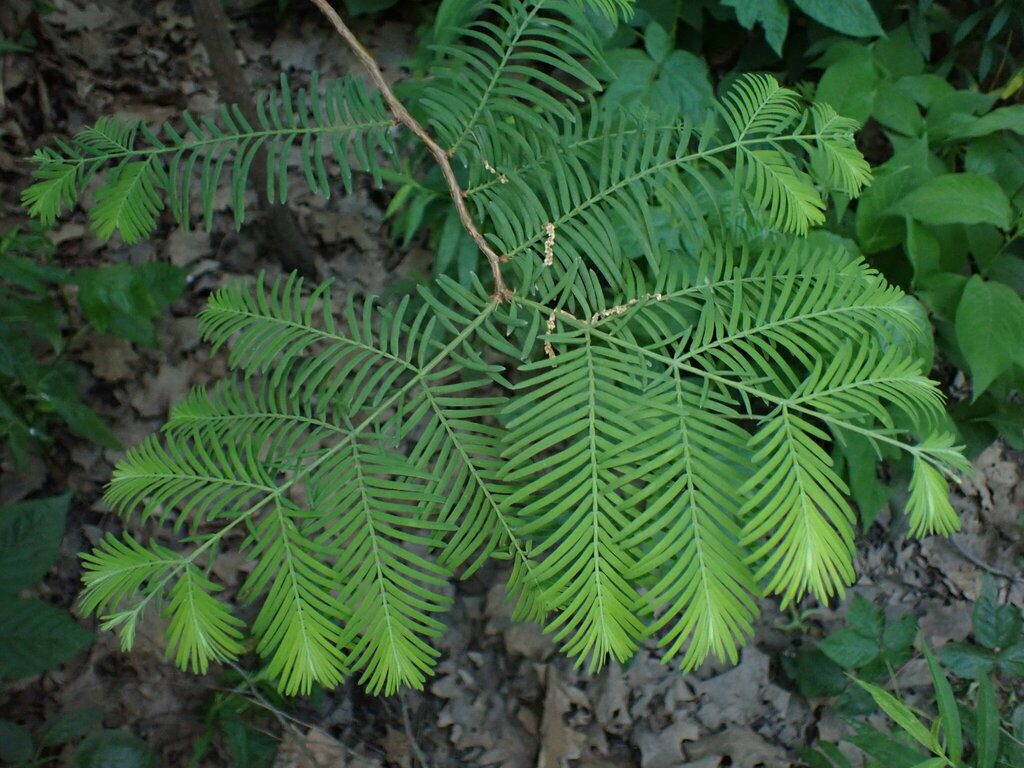 Dawn Redwood reference
