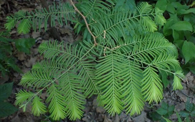 Dawn Redwood reference