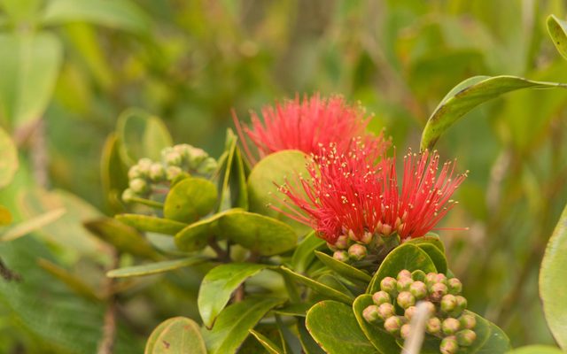 ʻŌhiʻa Lehua reference