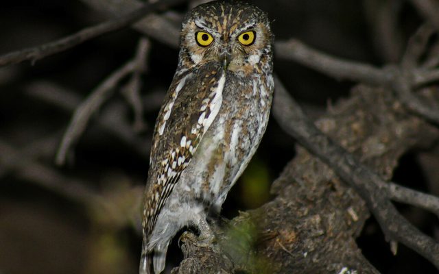 Elf Owl reference