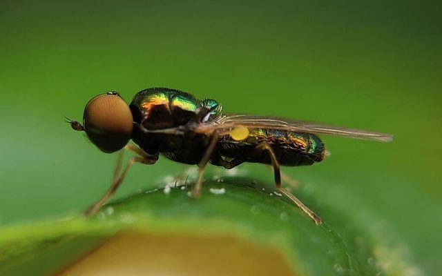Yellow-horned Gem Fly reference