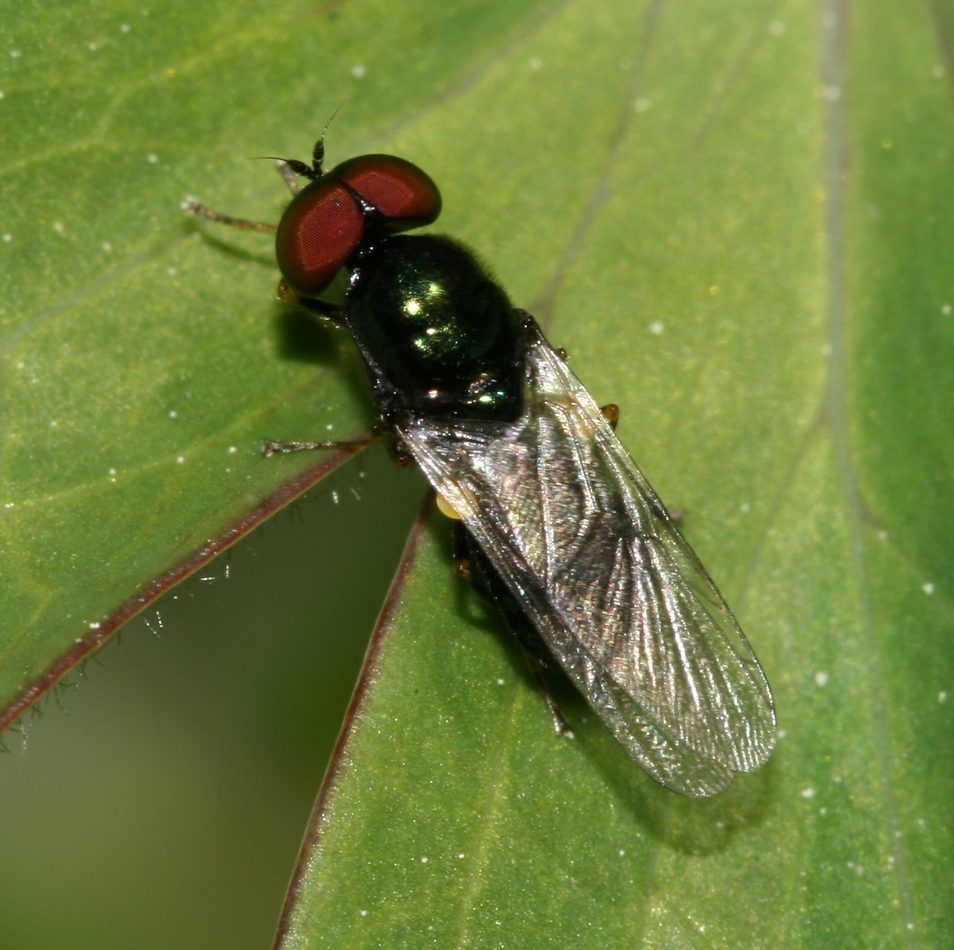 Black-horned Gem Fly reference