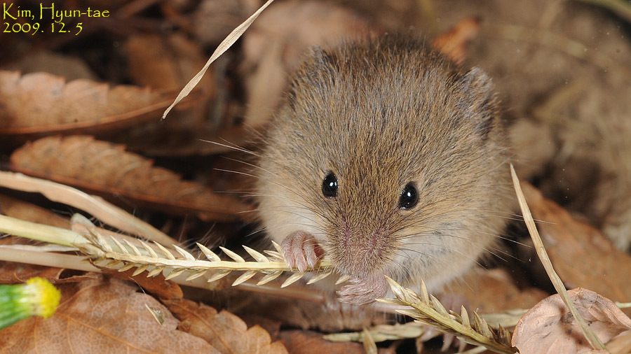 Harvest Mouse reference